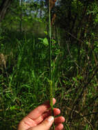 Imagem de Carex lacustris Willd.