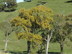 Слика од Sophora microphylla Aiton