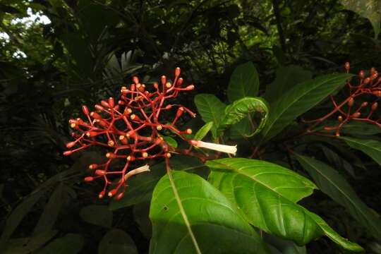 Image de Hamelia longipes Standl.