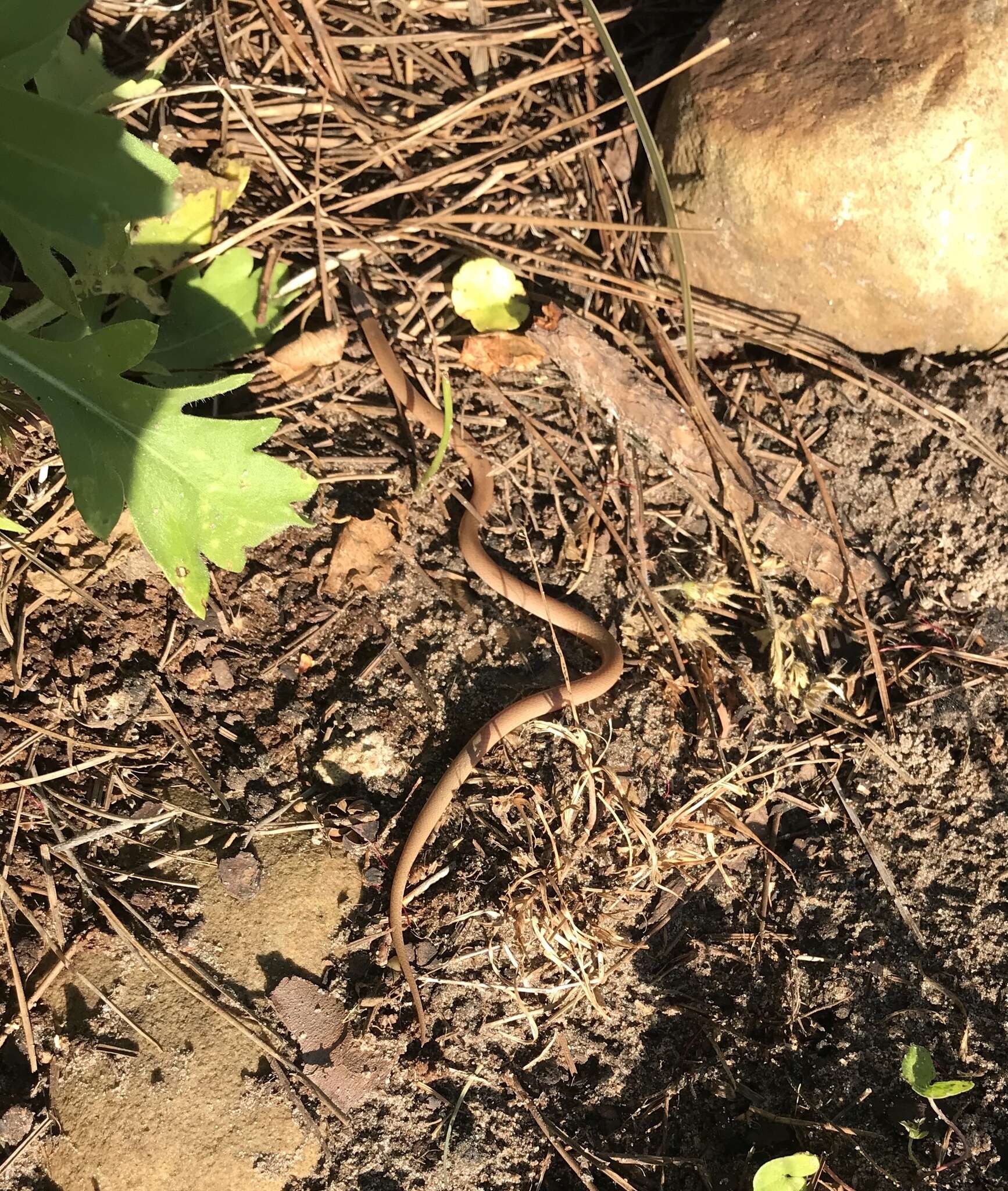 Image of Southeastern Crowned Snake