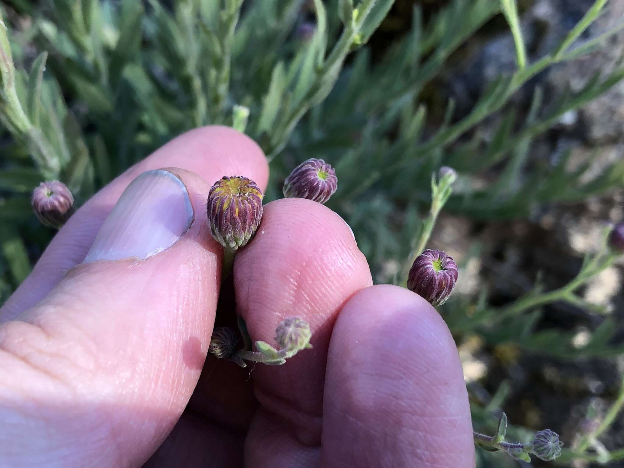 Image of rockloving erigeron