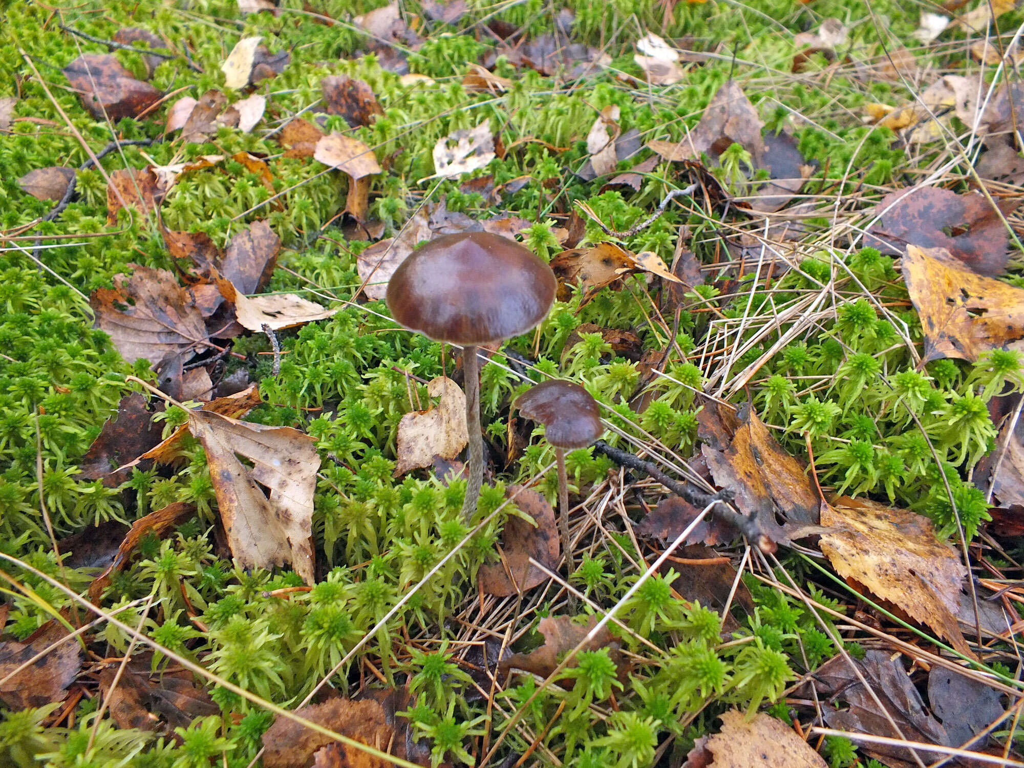 Image of Psilocybe fuscofulva Peck 1887