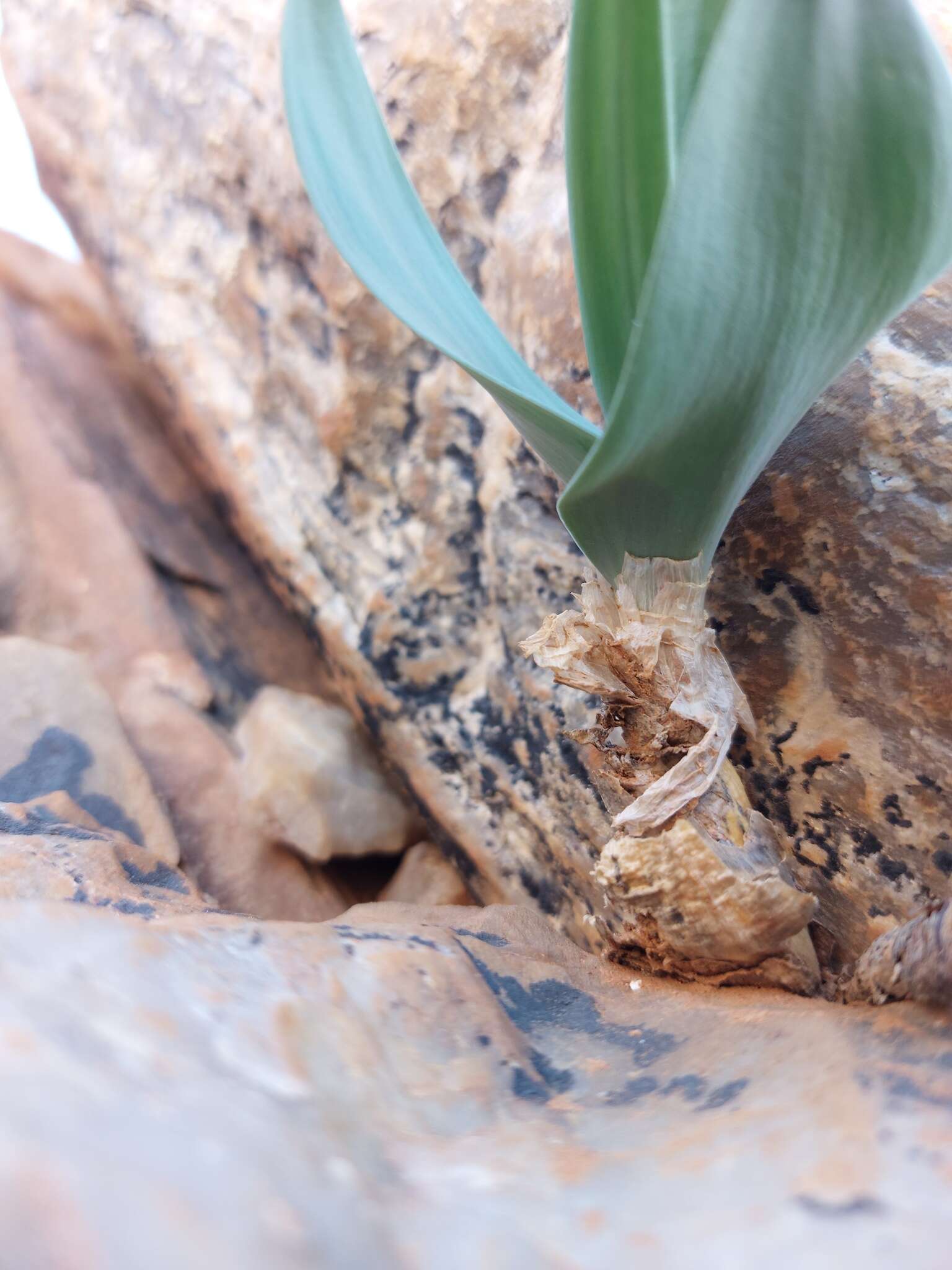 Image of Ornithogalum pruinosum F. M. Leight.