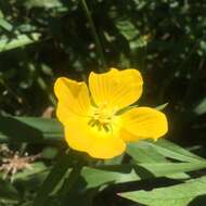 صورة Ludwigia bonariensis (Micheli) Hara