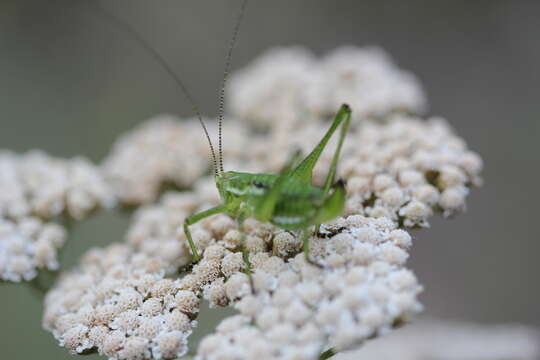 Image of striped bush-cricket