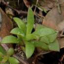 Image of Delosperma affine Lavis