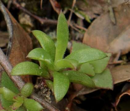 Imagem de Delosperma affine Lavis