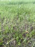 Image of Oklahoma beardtongue