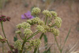 Image of Jakutsk snowparsley