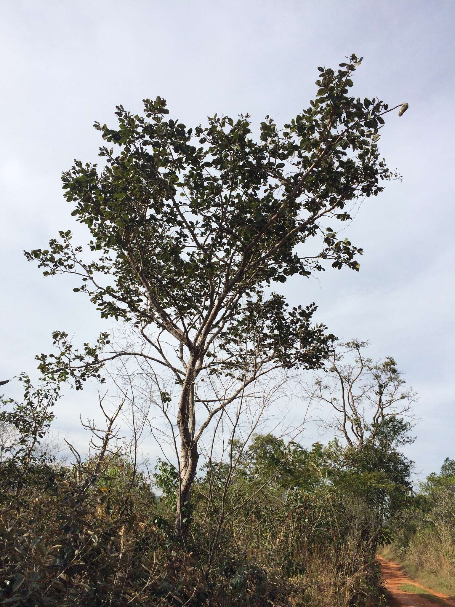 Image de Hymenaea stigonocarpa Hayne