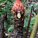 Image of Plagiostachys crocydocalyx (K. Schum.) B. L. Burtt & R. M Sm.