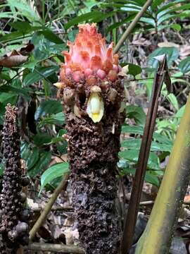 صورة Plagiostachys crocydocalyx (K. Schum.) B. L. Burtt & R. M Sm.