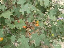 Image of Solanum violaceum Ortega