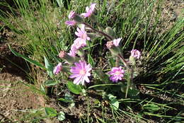 Senecio speciosus Willd. resmi