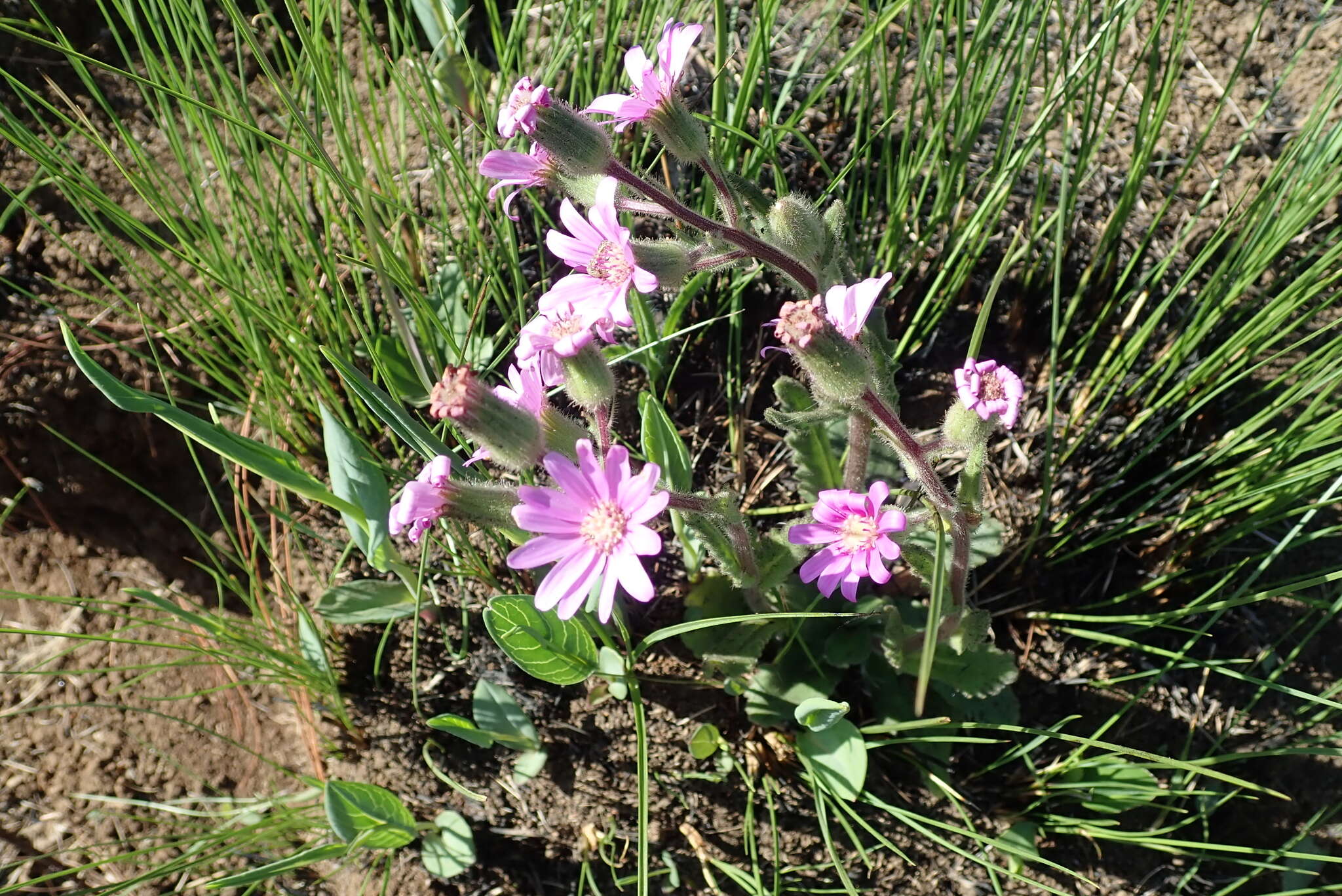 Image of Senecio speciosus Willd.