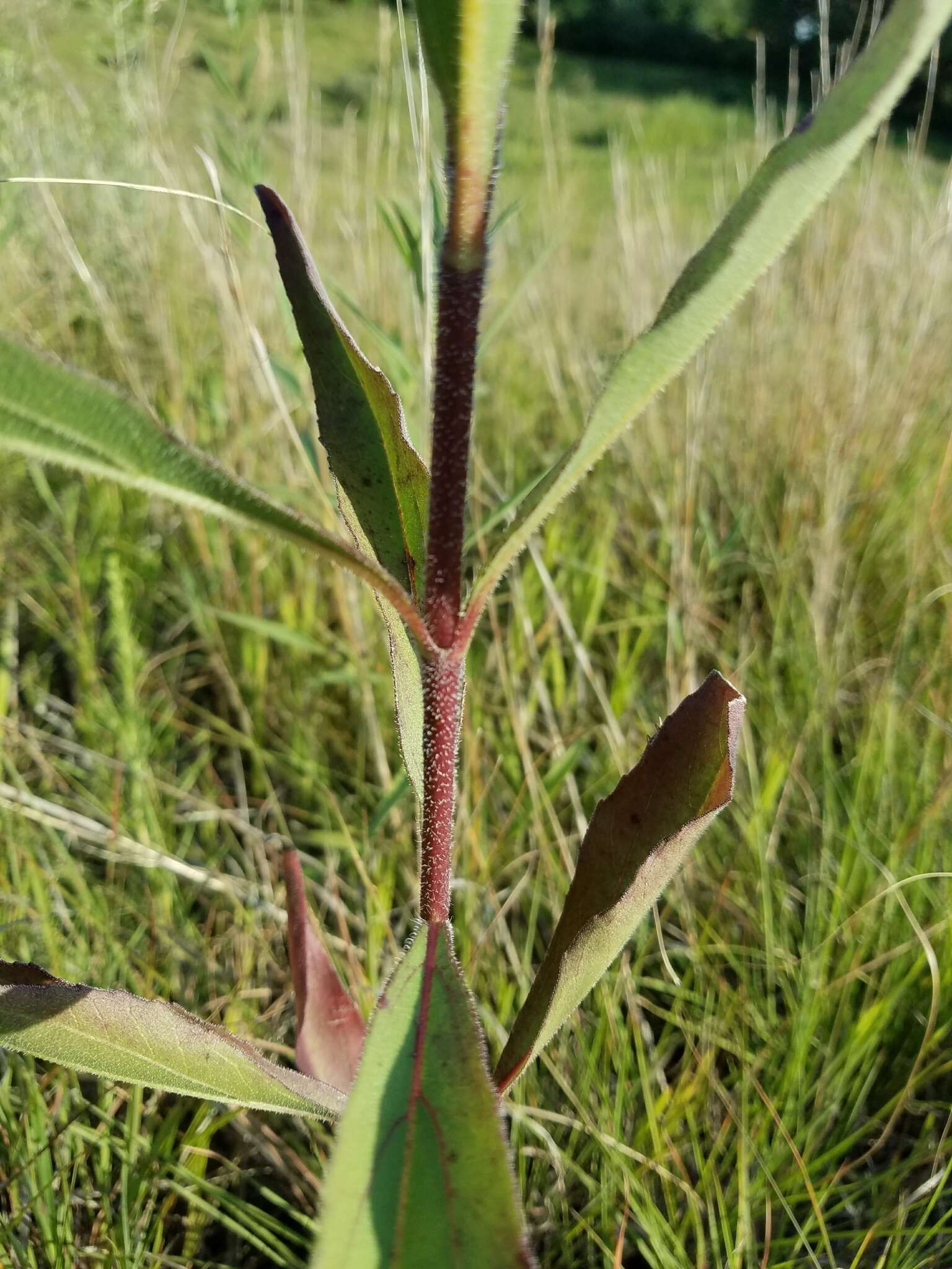 Image of stiff sunflower