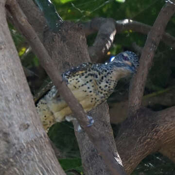 Image of Nubian Woodpecker