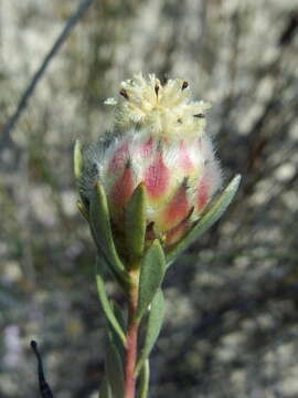 Image of Leucadendron sericeum (Thunb.) R. Br.