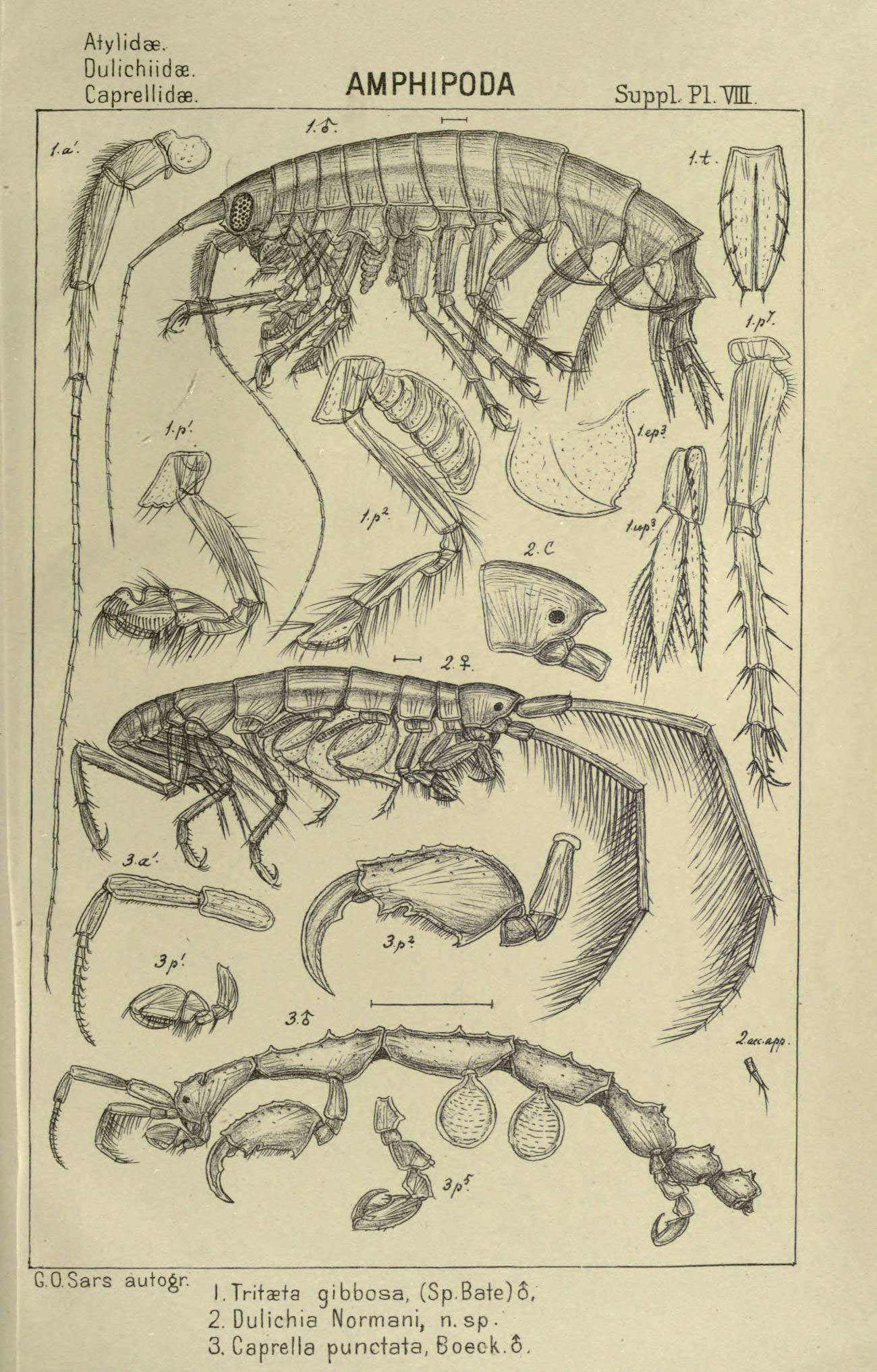 Image of <i>Tritaeta gibbosa</i> (Spence Bate 1862)