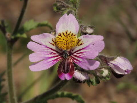 Imagem de Schizanthus litoralis var. humilis