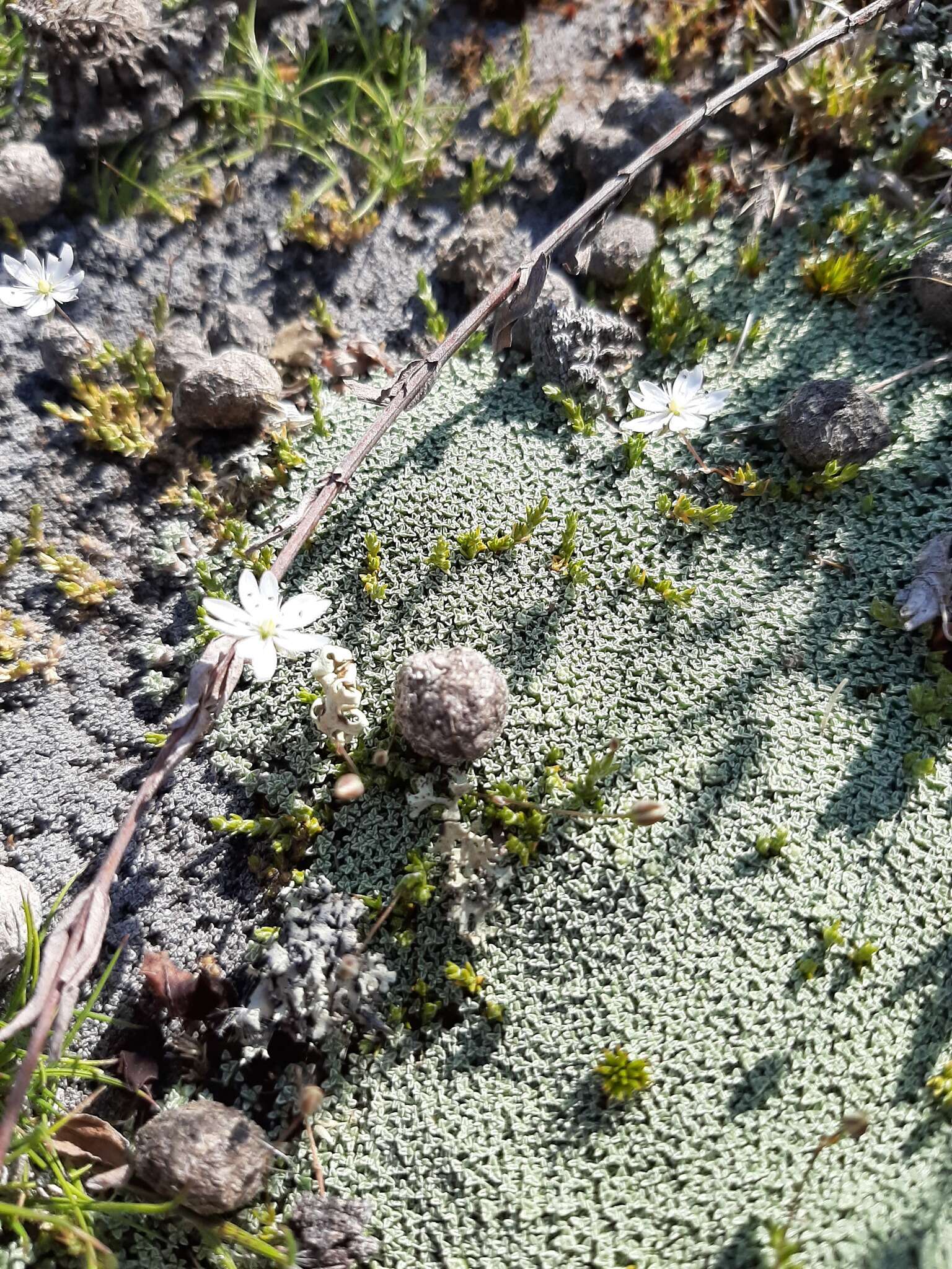 Imagem de Stellaria gracilenta Hook. fil.