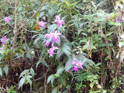 Imagem de Sobralia macrantha Lindl.