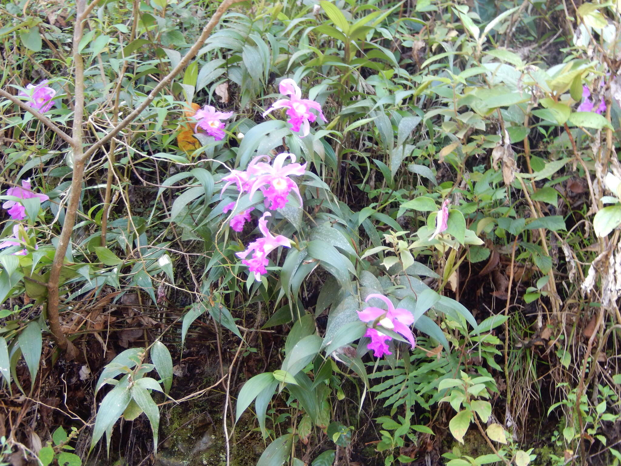 Imagem de Sobralia macrantha Lindl.