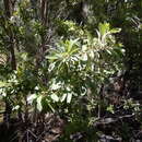 Image of Lophostemon grandiflorus subsp. riparius (Domin) P. G. Wilson & J. T. Waterhouse