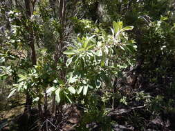 Image of Lophostemon grandiflorus subsp. riparius (Domin) P. G. Wilson & J. T. Waterhouse