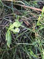 Слика од Moehringia macrophylla (Hook.) Fenzl