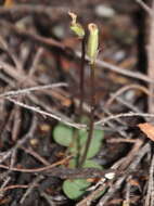 Image of Corybas rotundifolius (Hook. fil.) Rchb. fil.