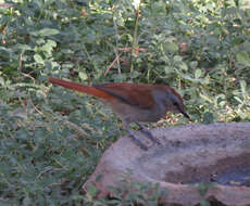 Image of Rufous-tailed Palm Thrush