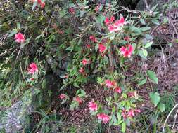 Image of Rhododendron oldhamii Maxim.