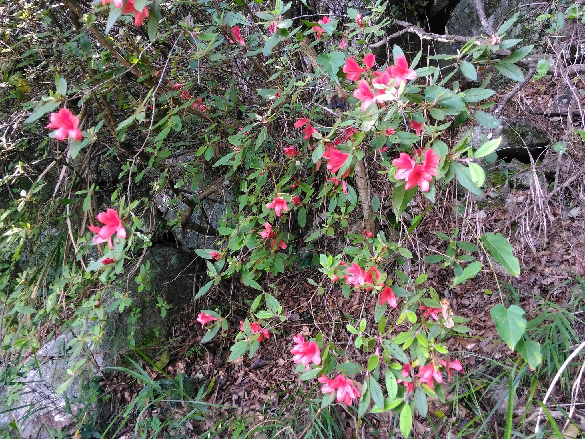 Слика од Rhododendron oldhamii Maxim.