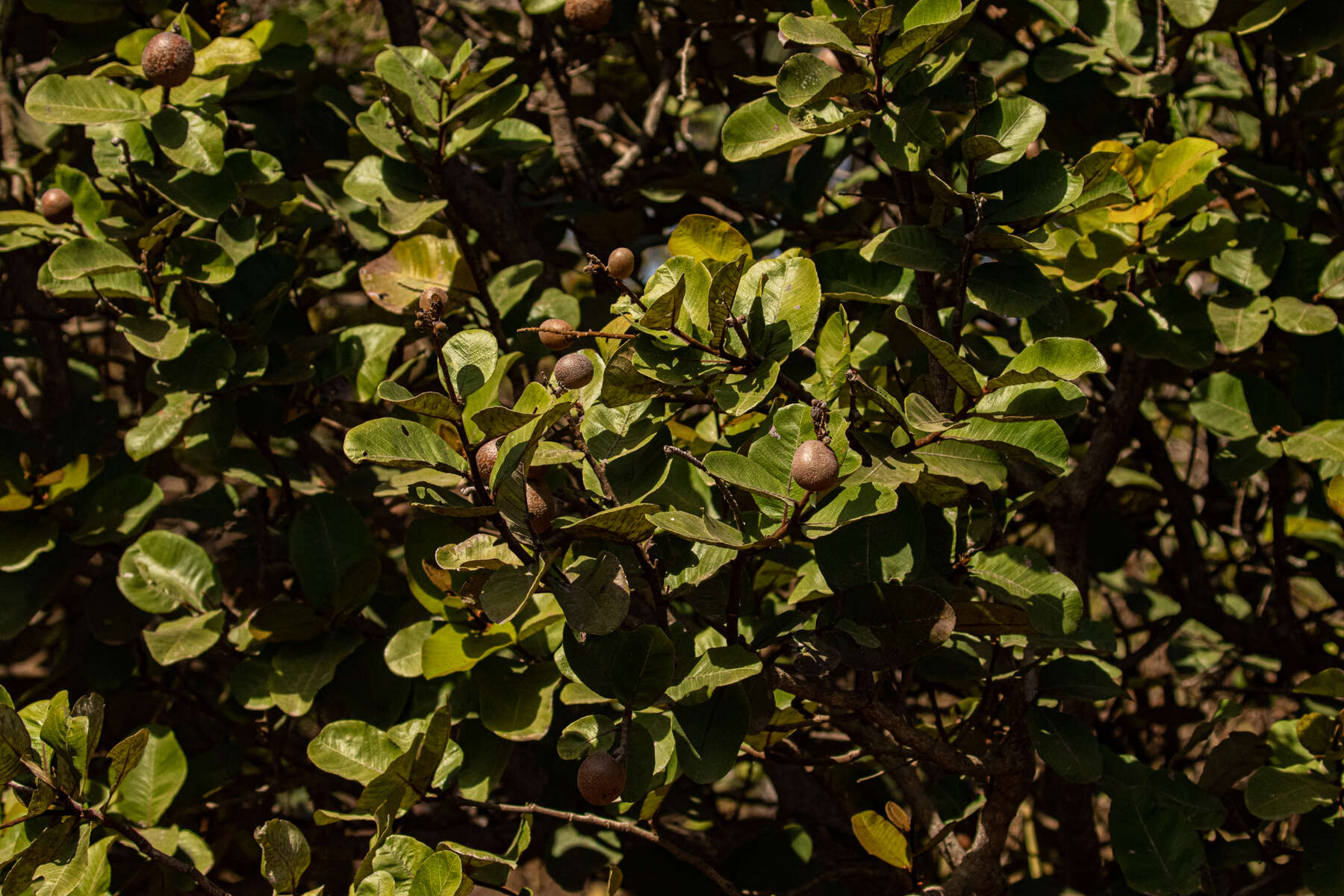 Image of Neocarya macrophylla (Sabine) Prance ex F. White