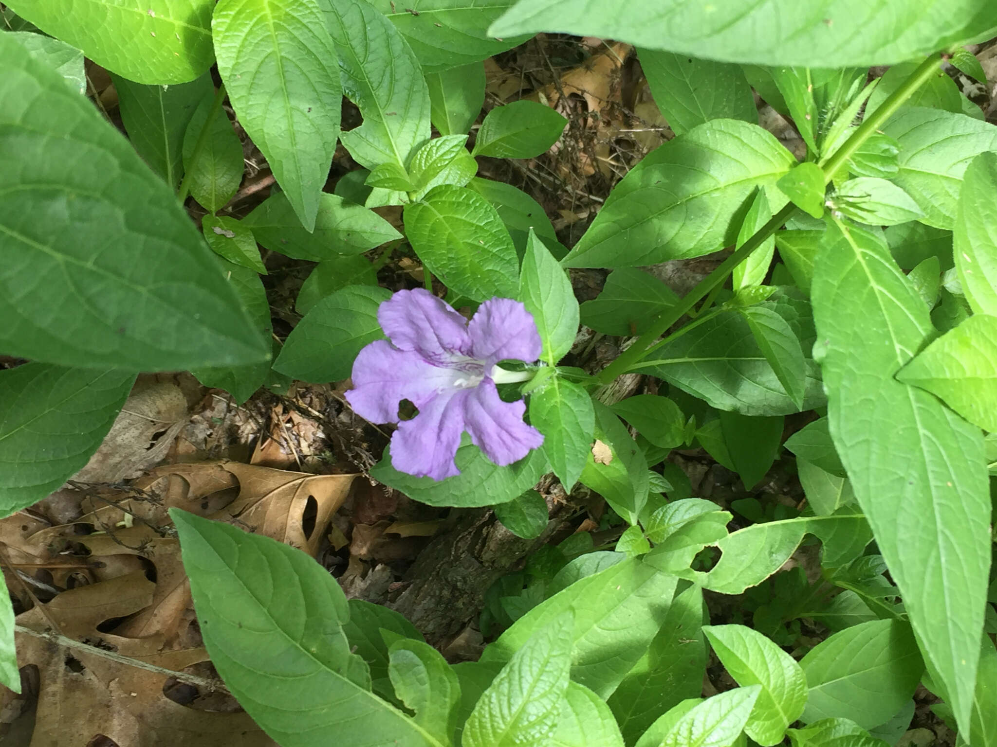 Image of limestone wild petunia