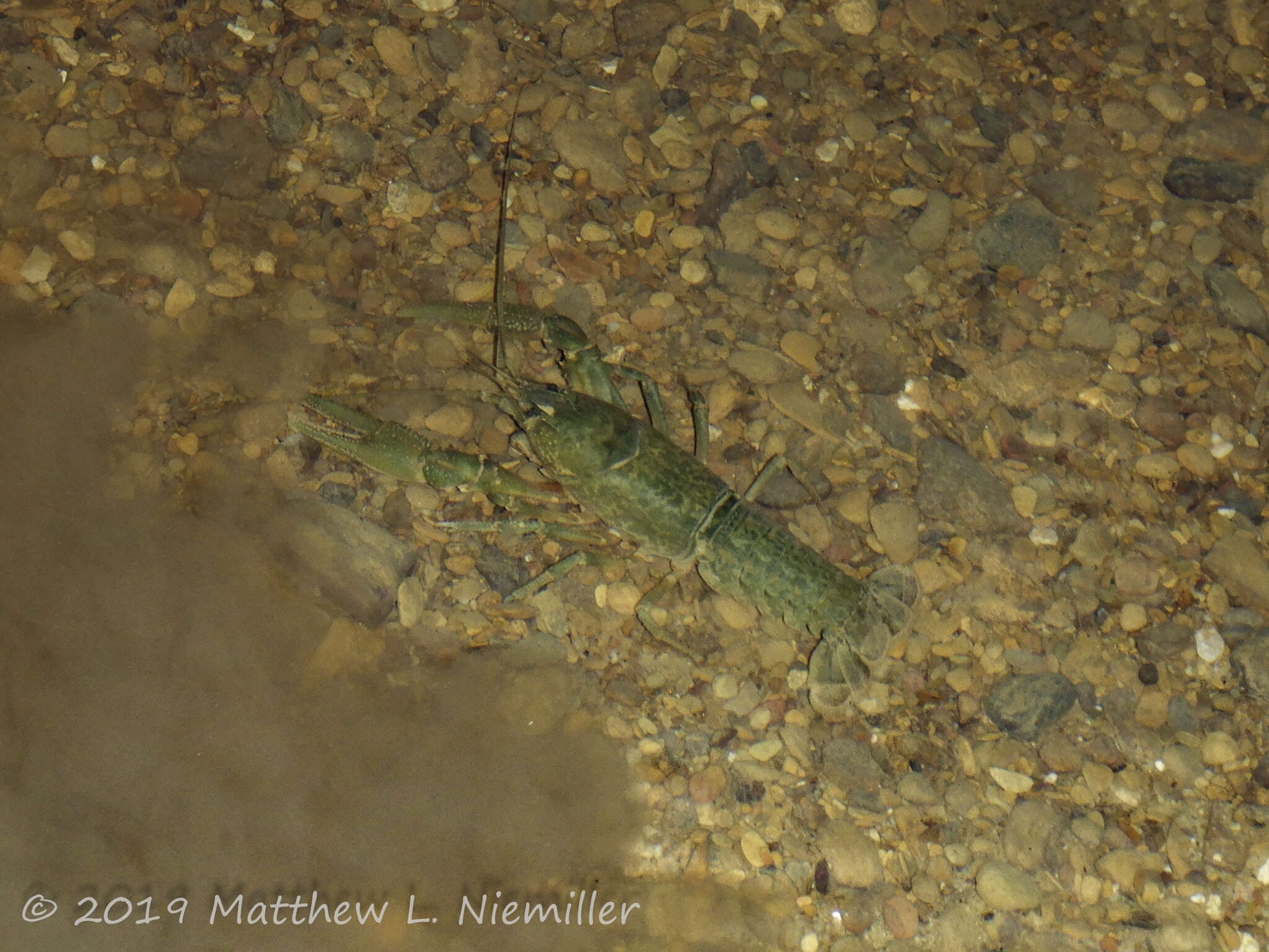 Cambarus tenebrosus Hay 1902的圖片