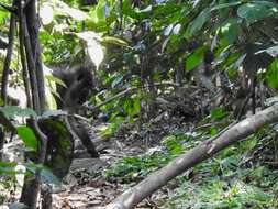 Image of Agile Mangabey