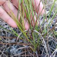 Image de Schizachyrium rhizomatum (Swallen) Gould