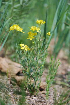 Image of Haplophyllum dauricum (L.) G. Don