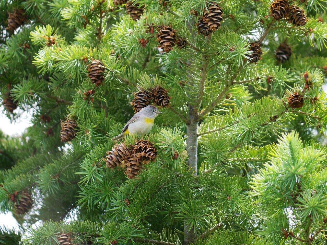 Image of Virginia's Warbler