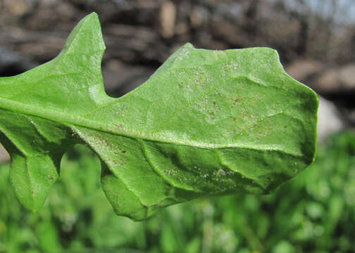 Image of Peronospora calepinae Gäum. 1918