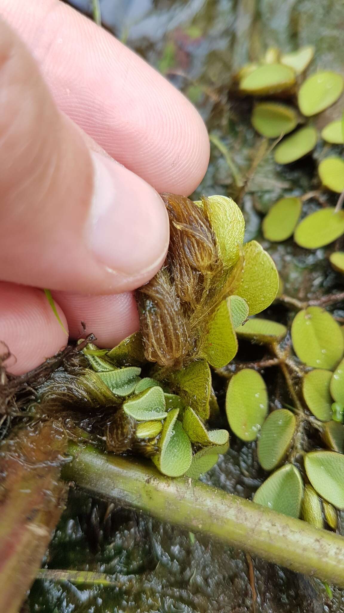 Image of eared watermoss