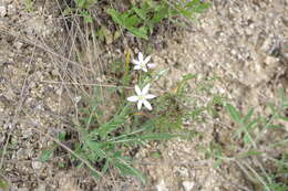 Image of Ornithogalum orthophyllum subsp. kochii (Parl.) Zahar.