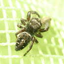 Image of Phidippus olympus Edwards 2004