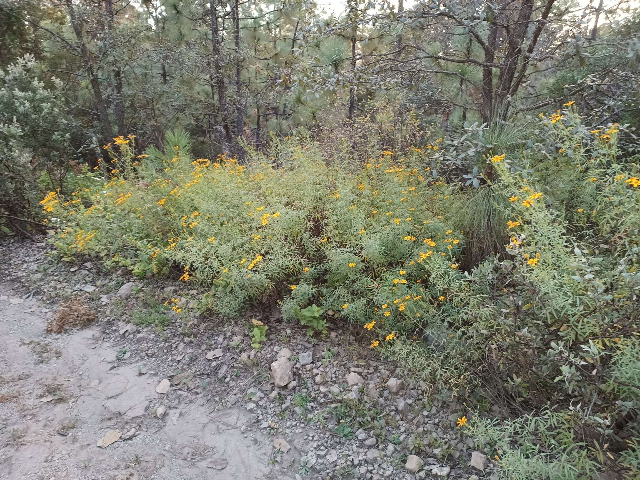 Image de Tagetes palmeri A. Gray