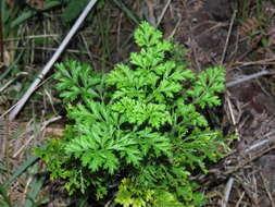 Image of Glia prolifera (Burm. fil.) B. L. Burtt