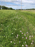 Image of Slender False Dragonhead