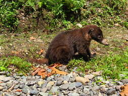 Image of Coati