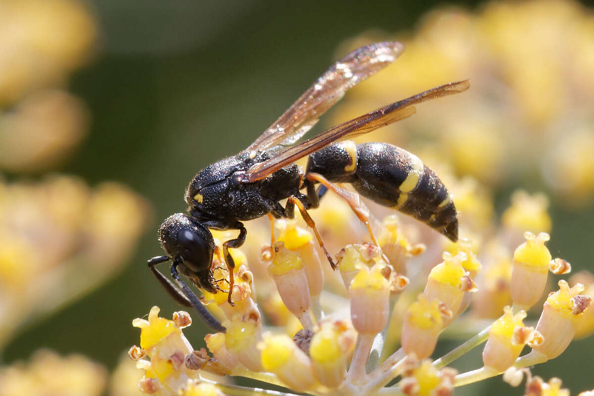 Image of Symmorphus bifasciatus (Linnaeus 1761)